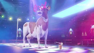 Funny cow dance