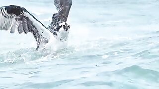 Sea fish bird