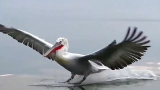 Beautyfull bird