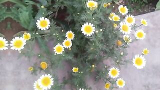 My home garden flowers