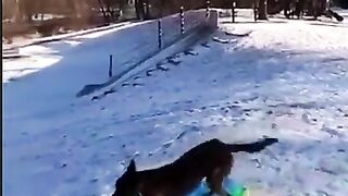 New funny clip # vede0 funny dog scene 2023