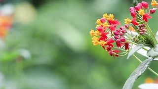enjoy butterfly