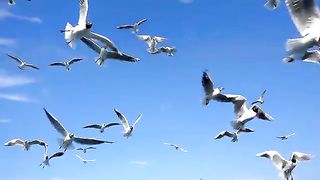 pigeon flying