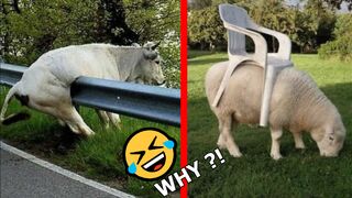 FUNNIEST MOMENTS COMPILATION