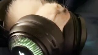 Cat video