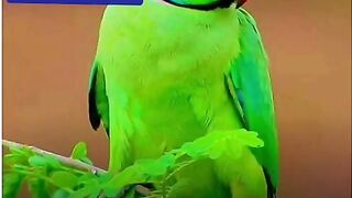 طوطا اے چٹے رنگ دا طوطا