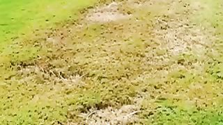 99/9% chance You will Laugh watching THIS