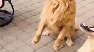 Funny Dog ???? video by ArshiPetsLover