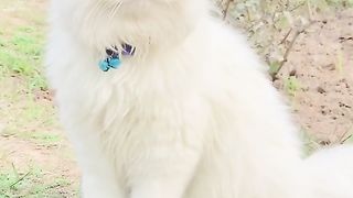 Cute Cat