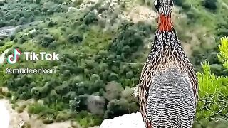 Nice bird