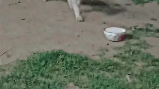 Roomi Anger and Drink Milk