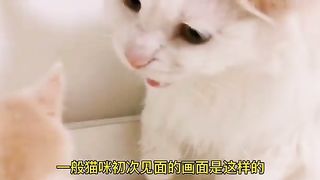 Funny  cat video