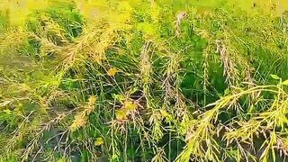 Kanole ki fasal