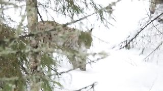 Eurasian Siberian lynx stalking prey