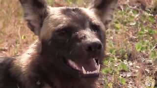 African wild dog  vs prey antelope