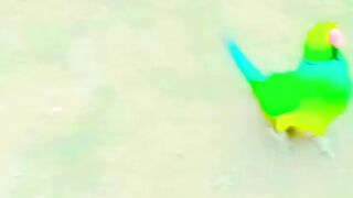Parrot