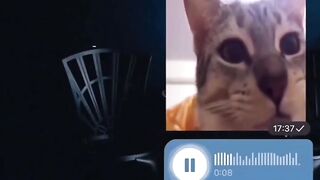 Cat may