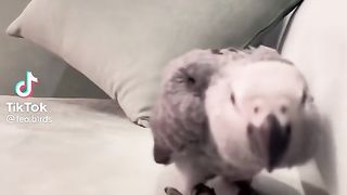 Grey Parrot.
