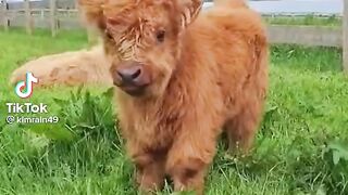 Calves.
