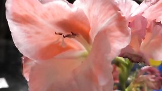 Beautiful Flowers so lovely