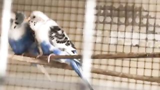 Blue Budgies