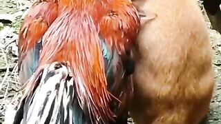 THE lover DOG and hins