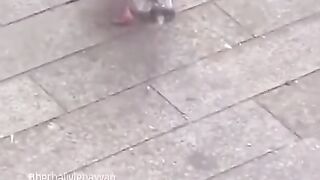 Pigeön hsandwich.