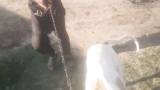 Shikari dog