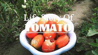 How to Grow Tomato? | The life of tomato by Simple Easy #gardening #kitchengarden #tomato