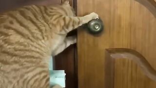 Funny cats
