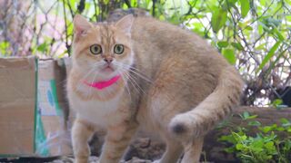4k Quality Animal Footage.Cats and Kittens Beautiful Scenes Episode 9 Viral Cat