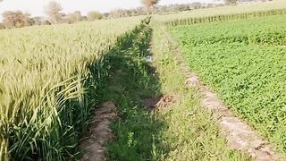 Hamara|| pyara sa gaon