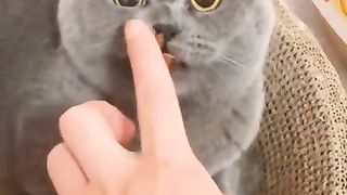 The Hungry Cat ????
