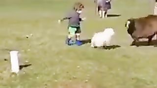 Dog save child