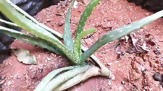 Alovera plant