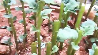 Growing Potatoes