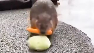Юмор