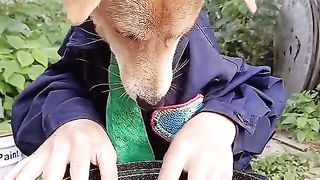 THE DOG