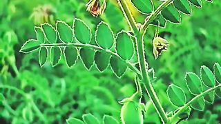 amazing nature short