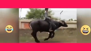 Funny ???? video