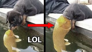 FUNNY COMPILATION