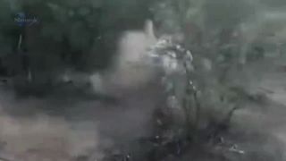 Look soon!!  Dogo Argentino in the fight against Puma.  Who is stronger.Video 2023