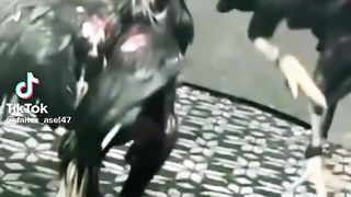 Cock fighting