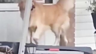 Cute animals video 2023/funny cats dogs