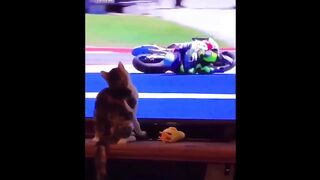 Best Funny Animal Videos Of-- The 2023 Funniest Cats And Dogs Videos