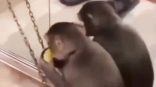 fun with monkey