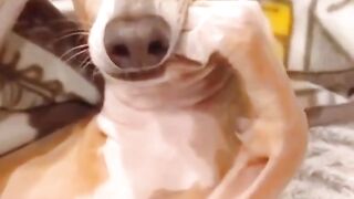 Best funny animals video of the 2023
