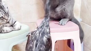 #animals