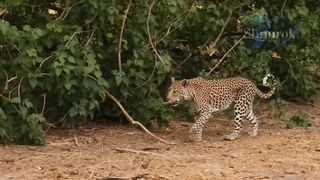 Look soon!!!QUANDO O LEOPARDO PEGA O GORILA DE SURPRESA. Video 2023
