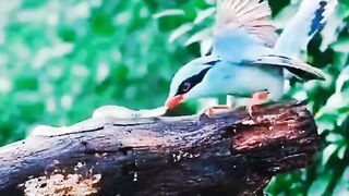 Brids Fight With Snake
